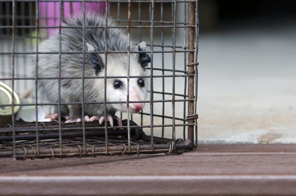 Fayetteville Wildlife Removal