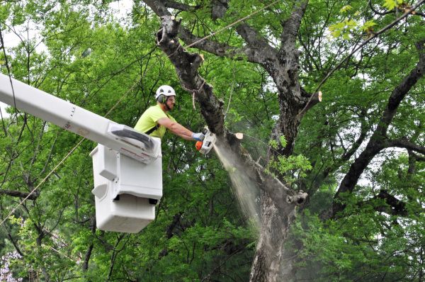 Fayetteville Tree Trimming