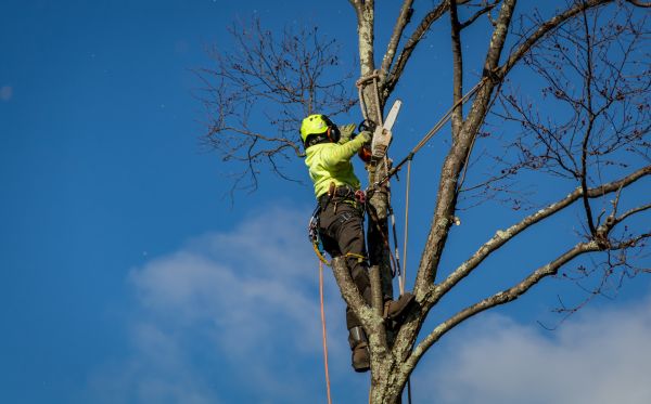 Fayetteville Tree Removal